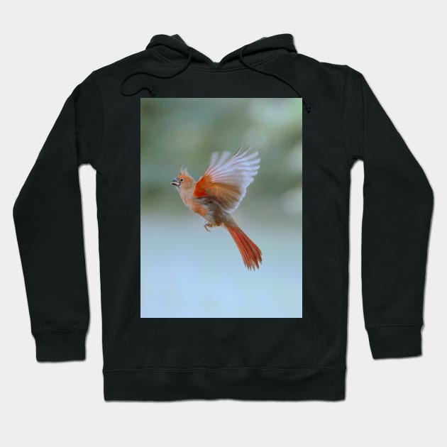 Cardinal in flight Hoodie by LaurieMinor